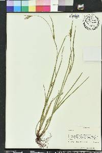 Scleria reticularis image