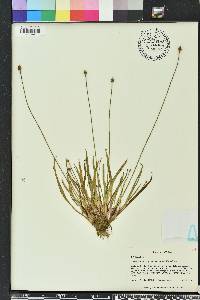 Xyris difformis image