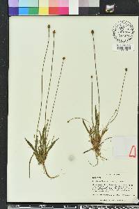 Xyris difformis image