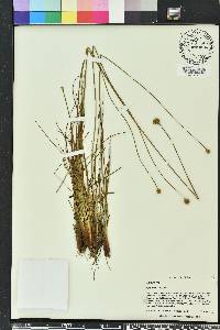 Xyris elliottii image