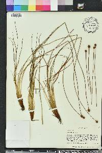 Xyris elliottii image