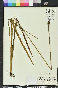 Xyris laxifolia image