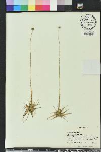 Eriocaulon compressum image