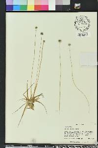 Eriocaulon compressum image