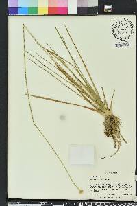 Eriocaulon decangulare image