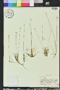 Eriocaulon lineare image