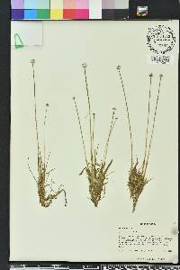 Eriocaulon lineare image