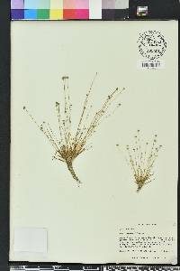 Eriocaulon ravenelii image