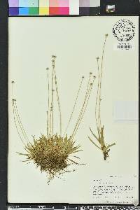 Lachnocaulon anceps image