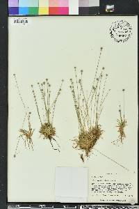 Lachnocaulon anceps image