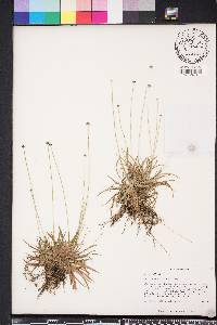 Lachnocaulon anceps image