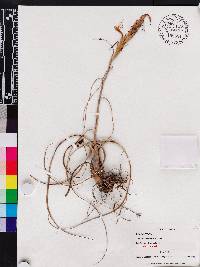 Tillandsia balbisiana image