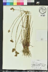 Juncus megacephalus image