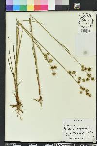 Juncus scirpoides image