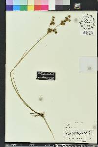 Juncus scirpoides image