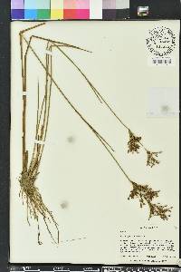 Juncus trigonocarpus image