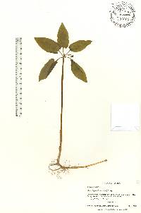 Croomia pauciflora image