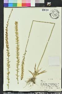 Aletris lutea image