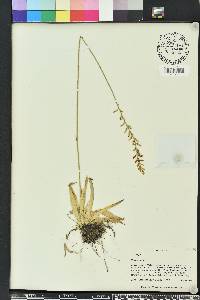 Aletris lutea image