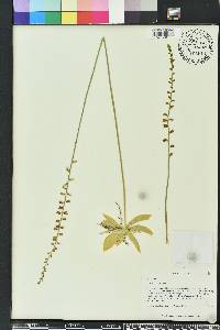 Aletris obovata image