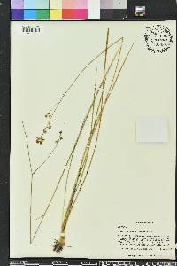 Schoenolirion albiflorum image