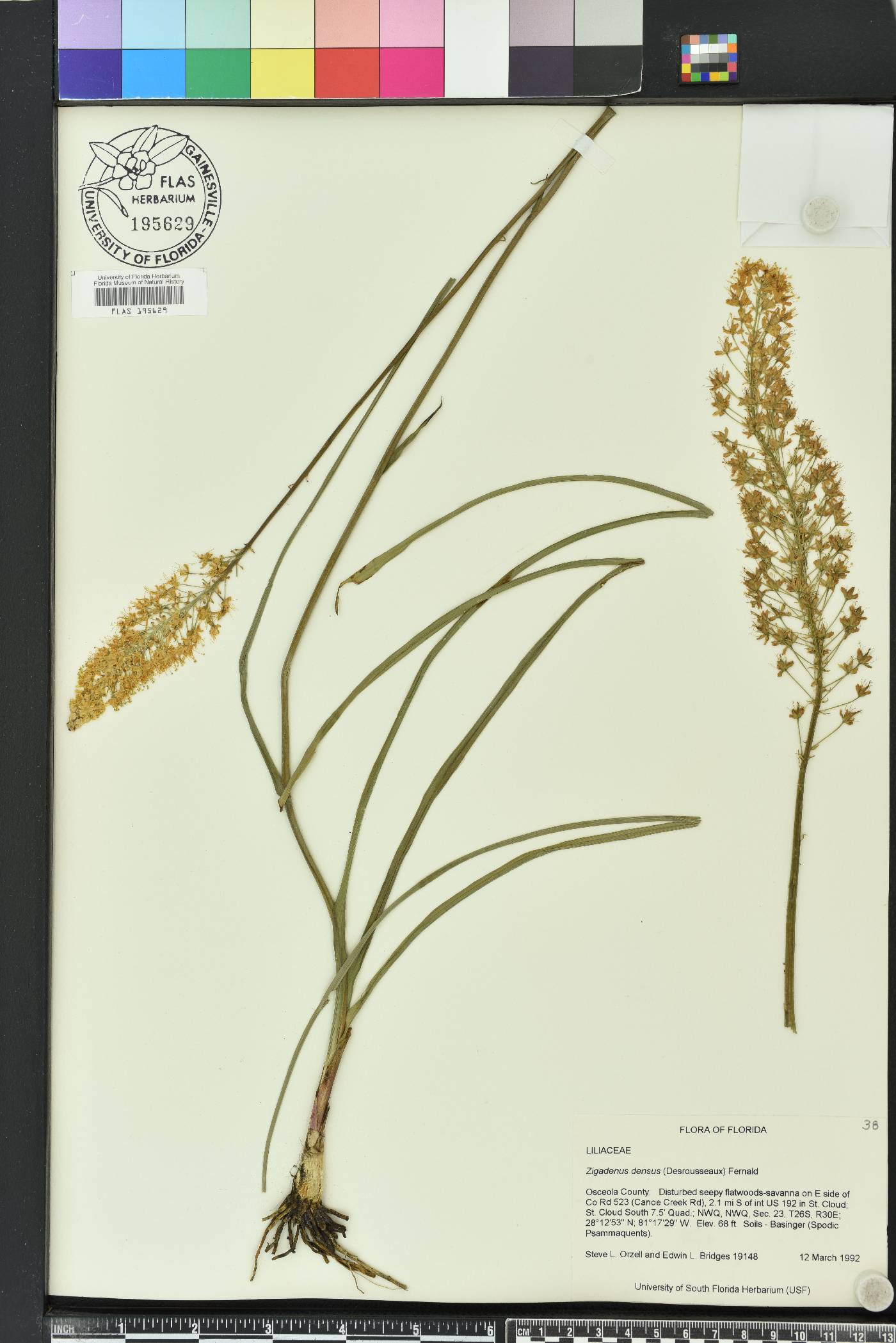 Stenanthium densum image