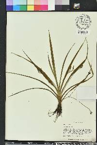 Hypoxis curtissii image