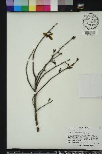 Asimina reticulata image