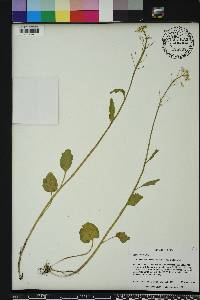 Cardamine bulbosa image