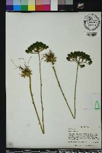 Polygala cymosa image