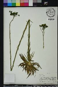 Polygala cymosa image