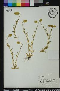 Polygala lutea image