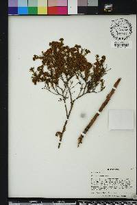 Hypericum fasciculatum image