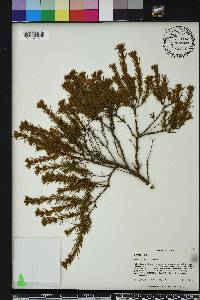 Hypericum fasciculatum image