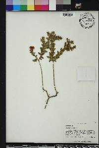 Hypericum myrtifolium image