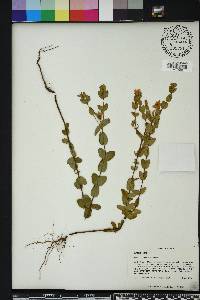 Hypericum tetrapetalum image