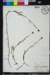 Ludwigia suffruticosa image