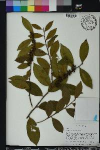 Lyonia lucida image