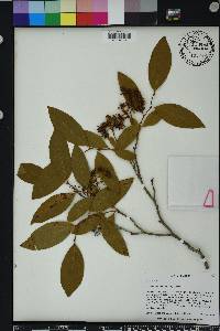 Lyonia mariana image