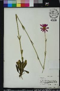 Sabatia decandra image