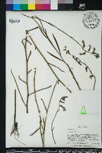 Lobelia glandulosa image