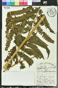 Pteris tripartita image