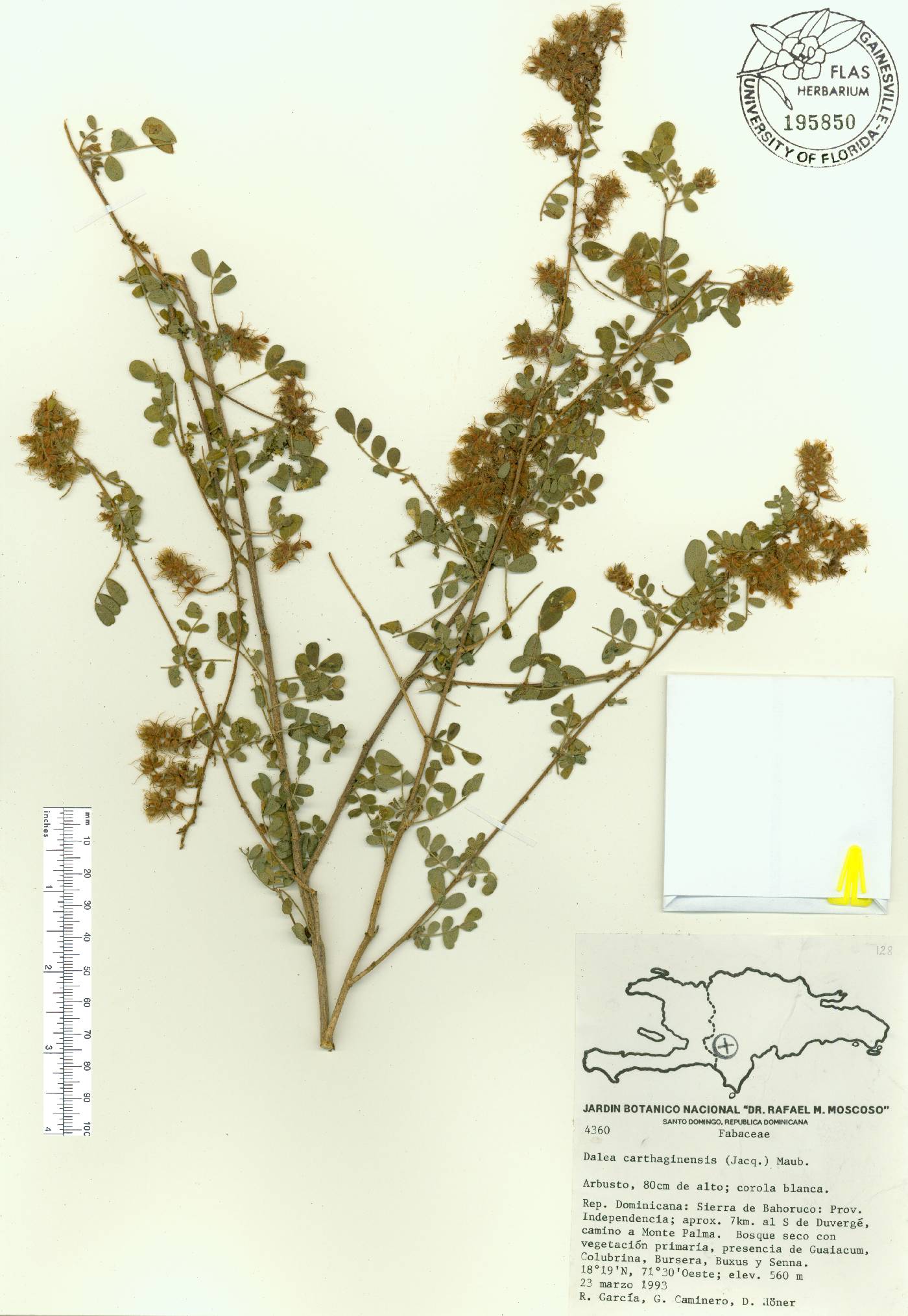 Dalea carthagenensis image