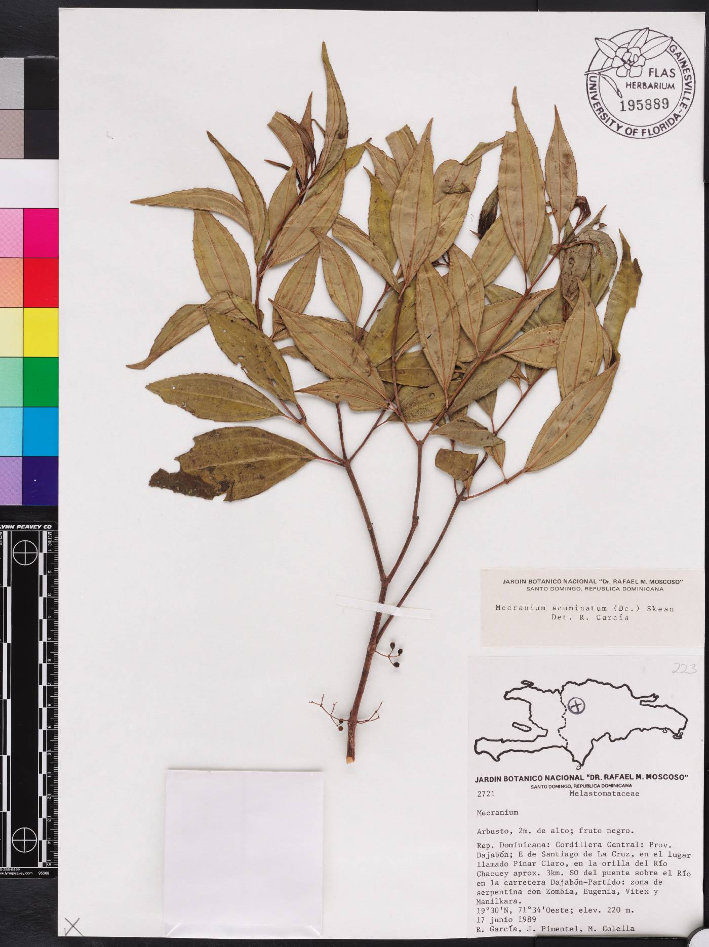 Miconia acuminoides image