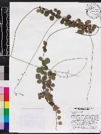 Desmodium lineatum image