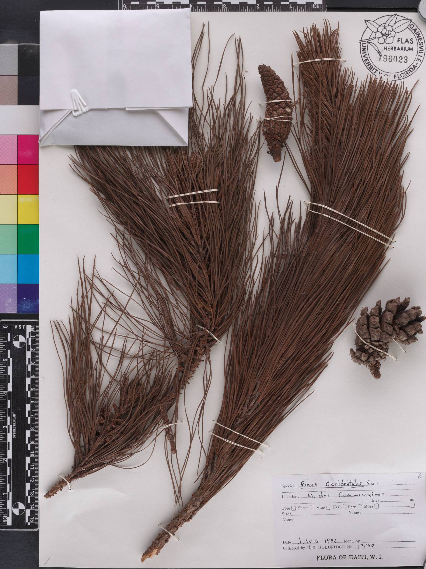 Pinus occidentalis image