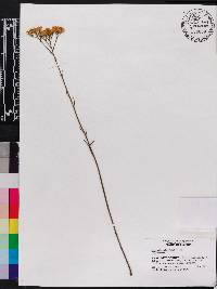 Bigelowia australis image