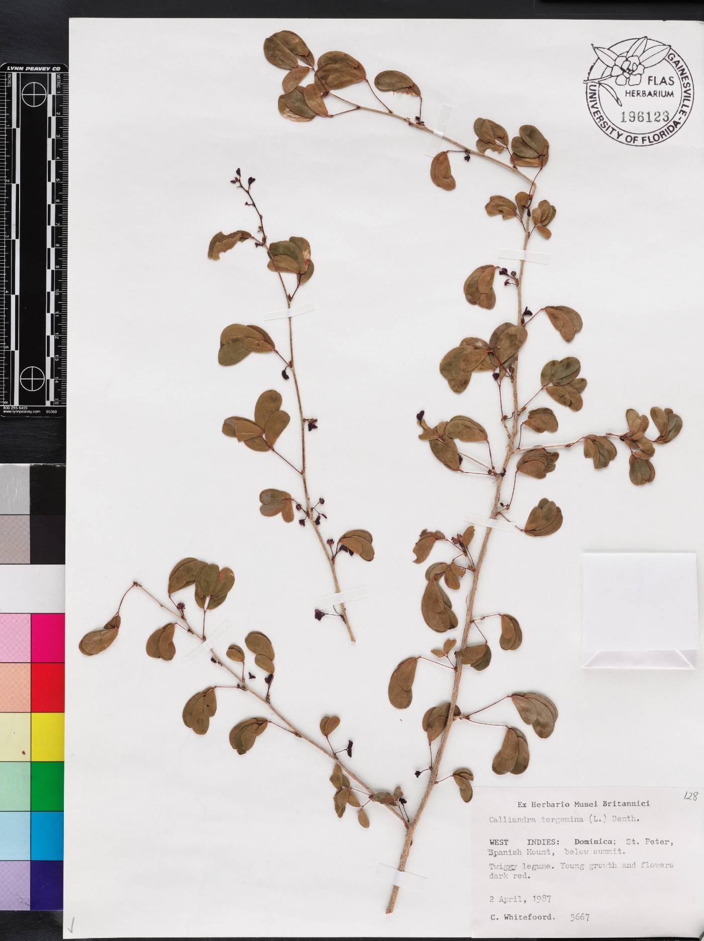 Calliandra tergemina image
