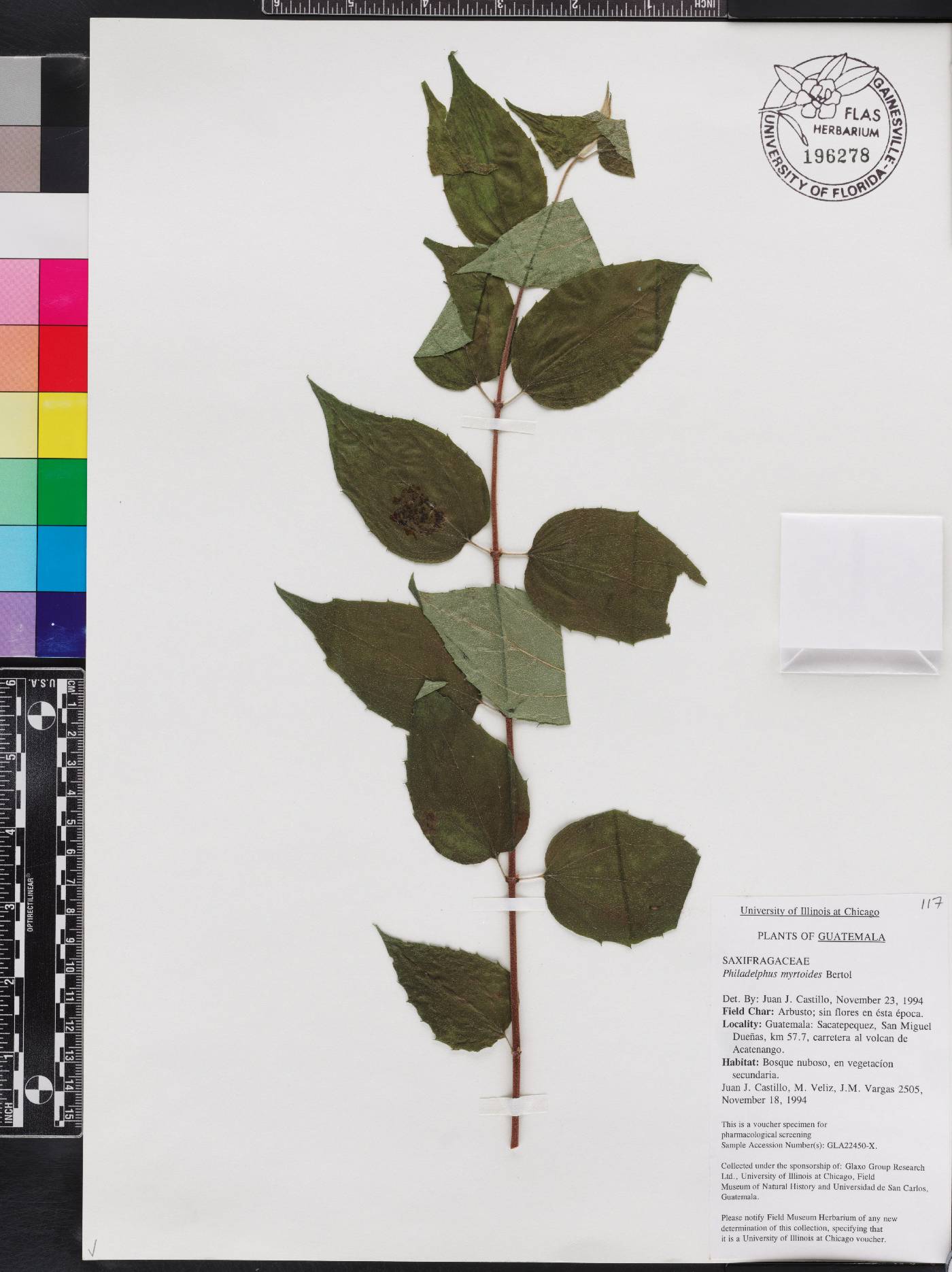 Philadelphus mexicanus image