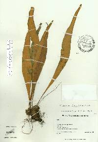 Pleopeltis marginata image